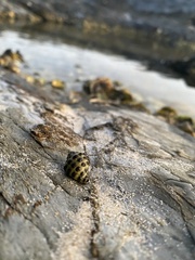 Austrocochlea porcata