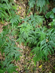 Adiantum formosum