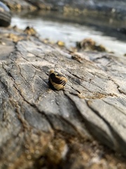 Austrocochlea porcata