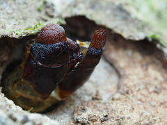 Aenetus virescens
