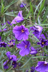 Solanum linearifolium