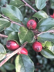 Cotoneaster divaricatus