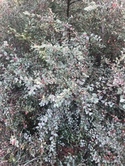 Cotoneaster divaricatus