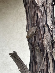 Ectobius lapponicus