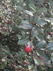 Cotoneaster divaricatus