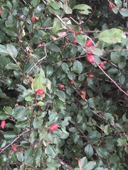 Cotoneaster divaricatus