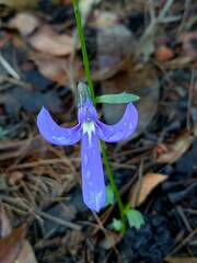 Lobelia dentata