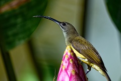 Arachnothera longirostra