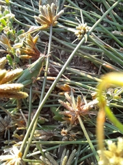 Atractomorpha lata