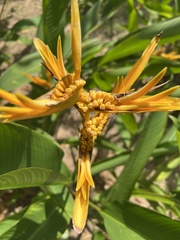 Heliconia psittacorum