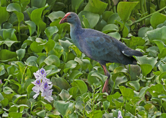 Porphyrio poliocephalus