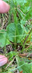 Primula veris