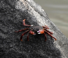 Grapsus albolineatus