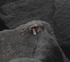 Grapsus albolineatus
