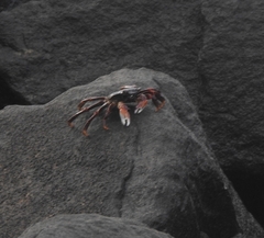 Grapsus albolineatus