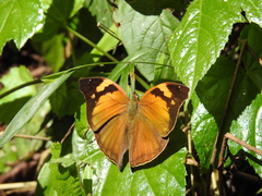 Doleschallia bisaltide