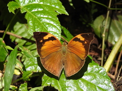 Doleschallia bisaltide