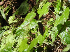 Doleschallia bisaltide