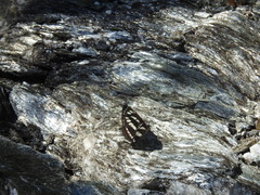 Limenitidinae