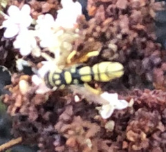 Leucospis affinis affinis