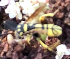 Leucospis affinis affinis