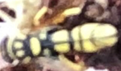 Leucospis affinis affinis