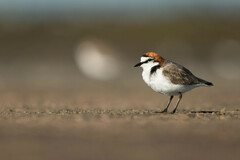 Charadrius ruficapillus