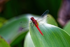 Rhodothemis rufa