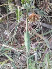 Atractomorpha lata