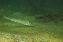 Sillaginodes punctatus