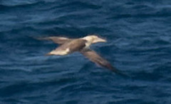 Morus serrator