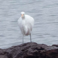 Ardea alba