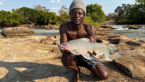 Mucise (Labeo congoro) — Cyprinidae