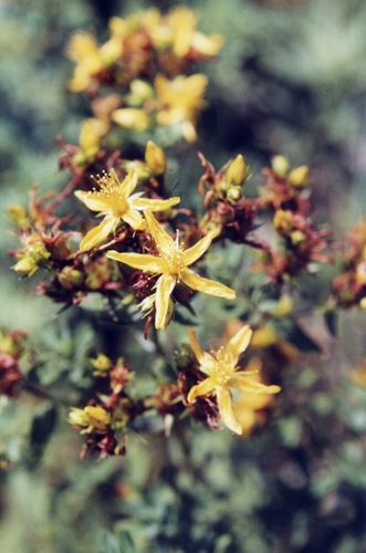 Hypericum perforatum iNat (3)