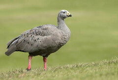 Cereopsis novaehollandiae