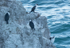 Phalacrocorax fuscescens