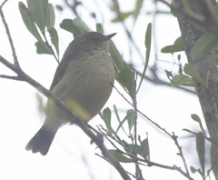 Acanthiza reguloides