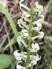 Stackhousia subterranea