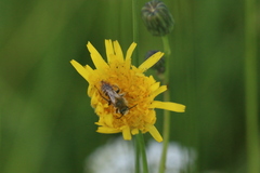 Dasypoda hirtipes