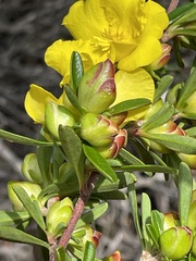 Hibbertia linearis