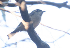 Melithreptus brevirostris
