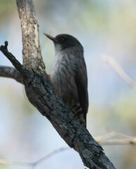 Daphoenositta chrysoptera
