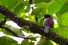 Cymbirhynchus macrorhynchos