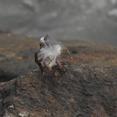 Grapsus albolineatus