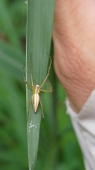 Oxyopes macilentus