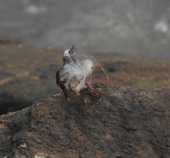 Grapsus albolineatus