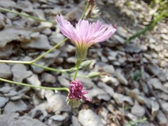 Crepis purpurea