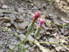 Crepis purpurea
