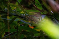 Tropidolaemus subannulatus