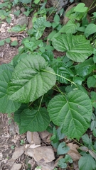 Clerodendrum japonicum